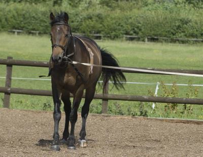 lunging a horse